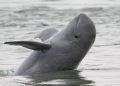 Irrawaddy dolphins