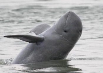 Irrawaddy dolphins