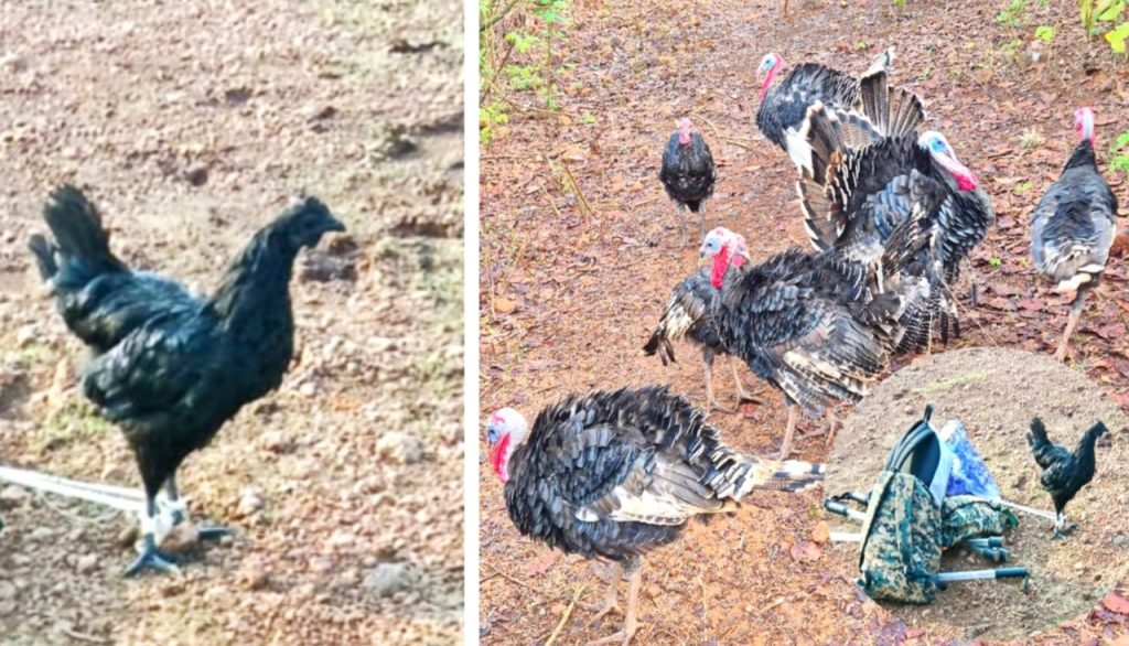 Days after raid, poultry goes missing from Chitalpada islet