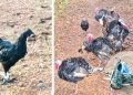 Days after raid, poultry goes missing from Chitalpada islet