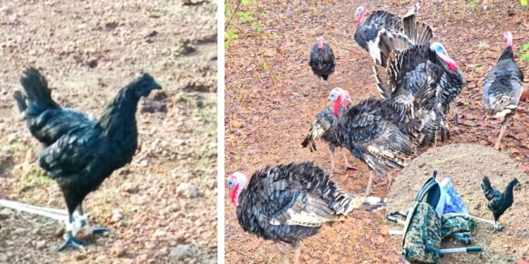 Days after raid, poultry goes missing from Chitalpada islet