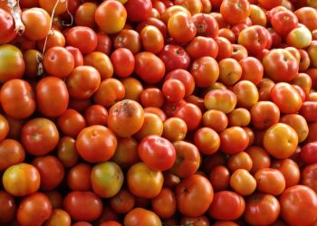 Tomato Cultivation