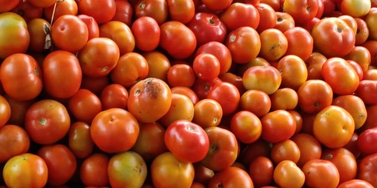 Tomato Cultivation