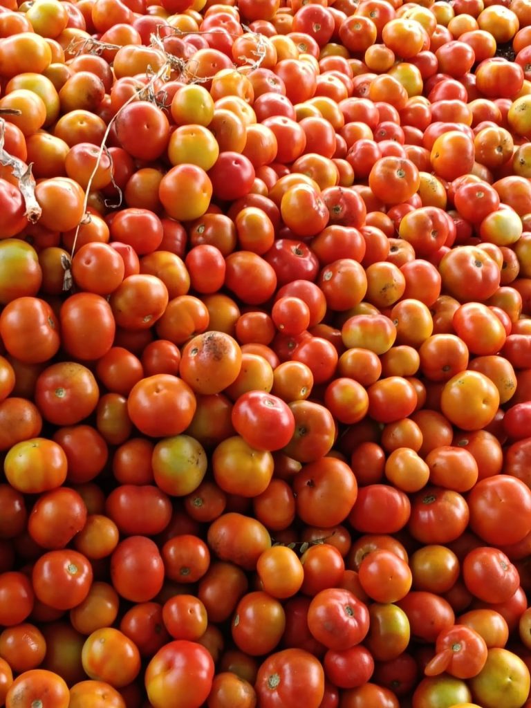 Tomato Cultivation