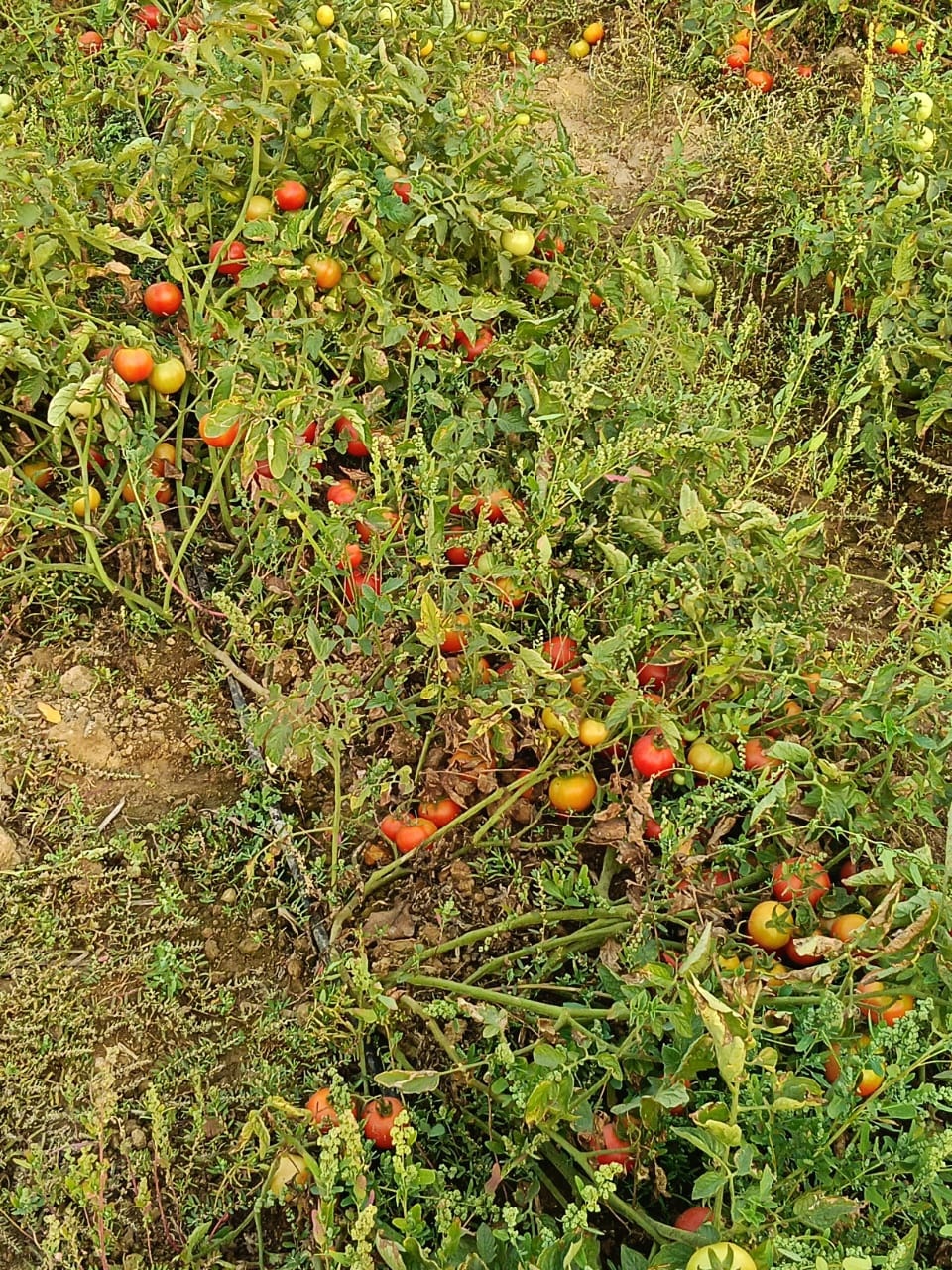 After Ganjam, tomato glut hits Bargarh farmers hard