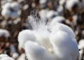 CCEA approves Rs 1,718.56 cr funding to CCI for cotton procurement operations