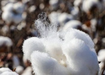CCEA approves Rs 1,718.56 cr funding to CCI for cotton procurement operations
