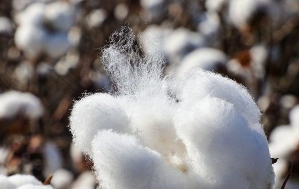 CCEA approves Rs 1,718.56 cr funding to CCI for cotton procurement operations