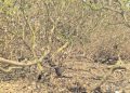 Cashew Forest-Kendrapada