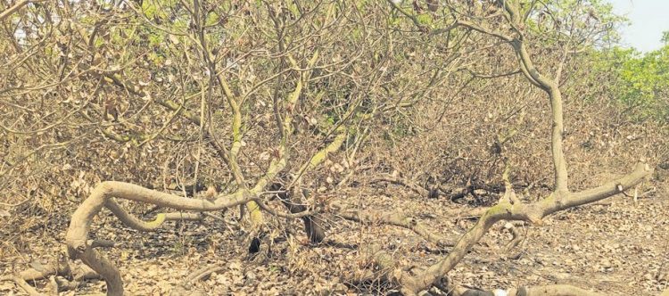 Cashew Forest-Kendrapada