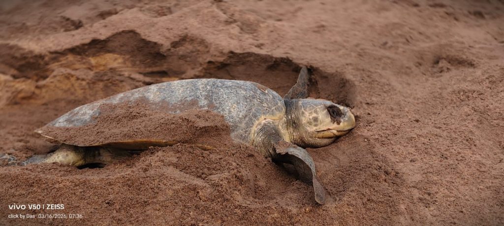 Rushikulya rookery: 2nd day of arribada records huge surge