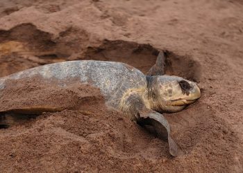 Rushikulya rookery: 2nd day of arribada records huge surge