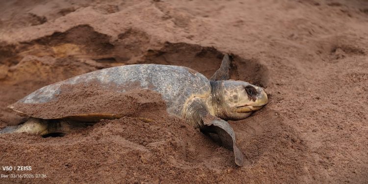 Rushikulya rookery: 2nd day of arribada records huge surge