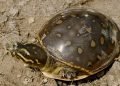 Indian flap shell turtle