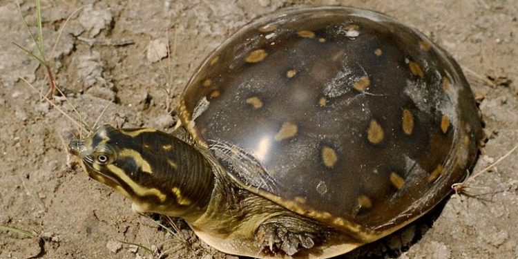 Indian flap shell turtle