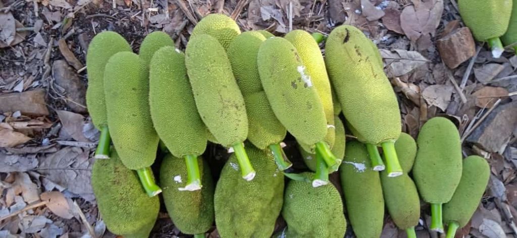 Jackfruit