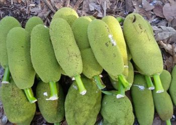 Jackfruit