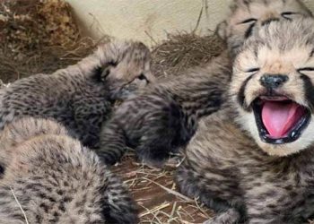 NamibiaNamibian cheetah Jwala gives birth to five cubs at Kuno National Parkn cheetah Jwala gives birth to five cubs at Kuno National Park