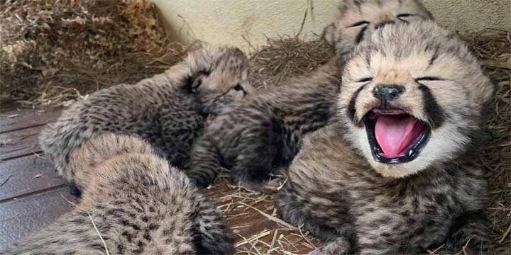 Namibian cheetah Jwala gives birth to five cubs at Kuno National Park