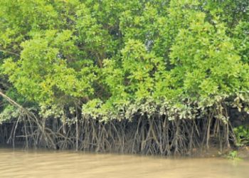 Odisha Mangrove