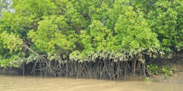 Odisha Mangrove