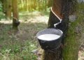 Rubber cultivation rewrites rural fortunes