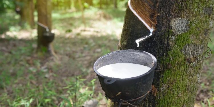 Rubber cultivation rewrites rural fortunes