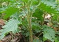 stinging nettle