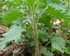 stinging nettle