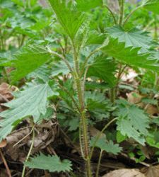 stinging nettle