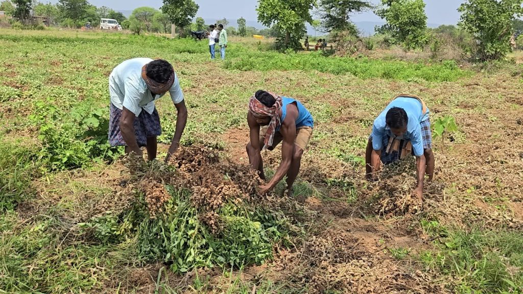 Groundnut Nuapada