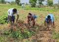 Groundnut Nuapada