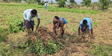 Groundnut Nuapada