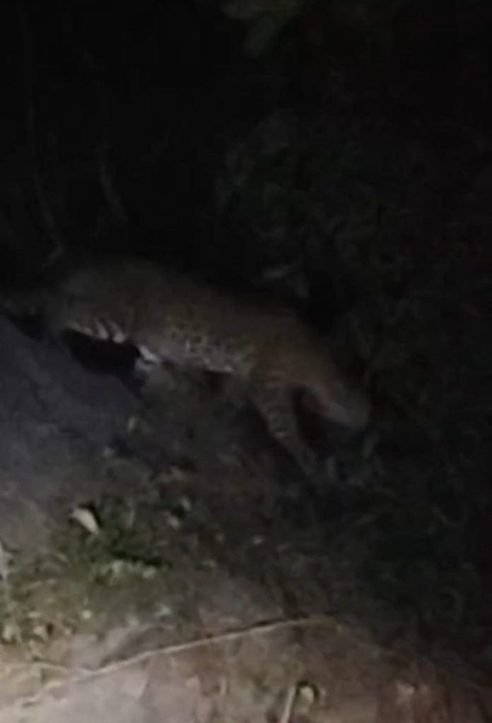 Locals panic as leopard sighted in Digapahandi