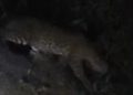 Locals panic as leopard sighted in Digapahandi