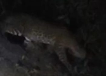 Locals panic as leopard sighted in Digapahandi