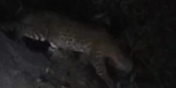 Locals panic as leopard sighted in Digapahandi