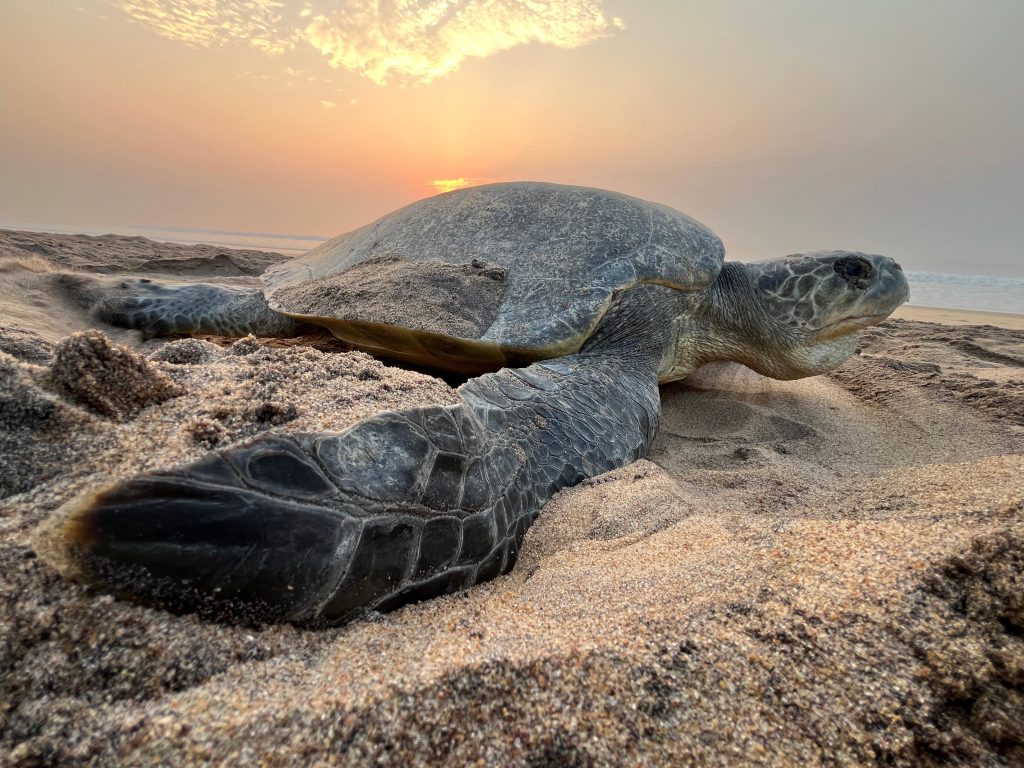 World Turtle Day