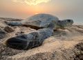 World Turtle Day