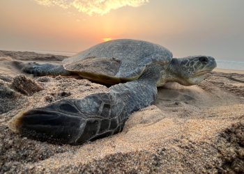 World Turtle Day