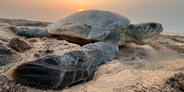 World Turtle Day