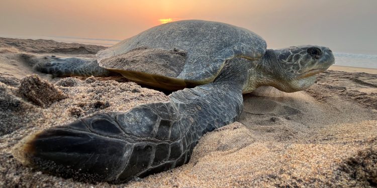 World Turtle Day