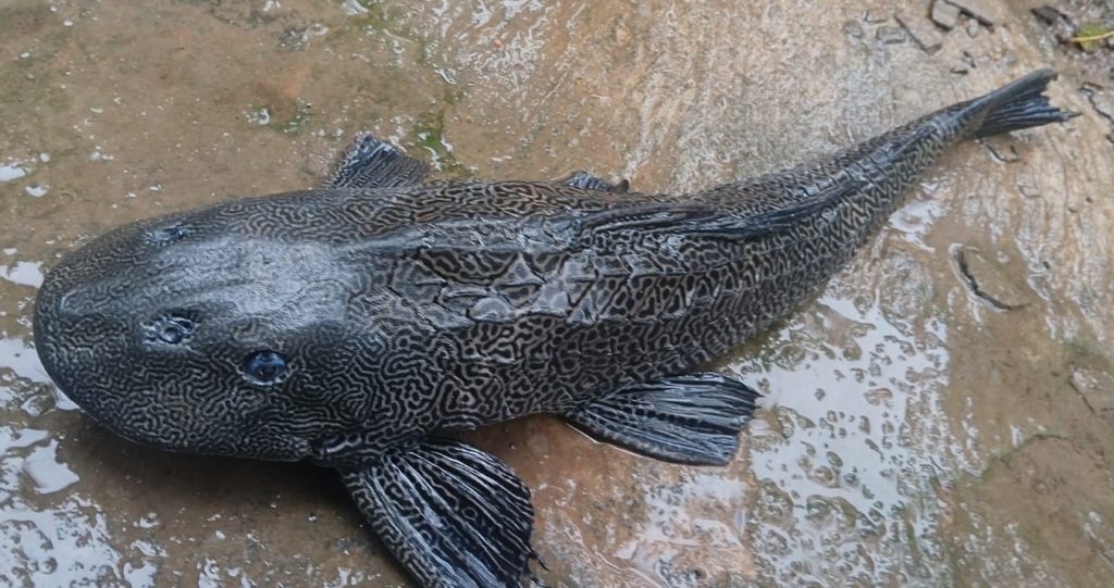 Devil fish