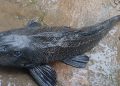 Devil fish
