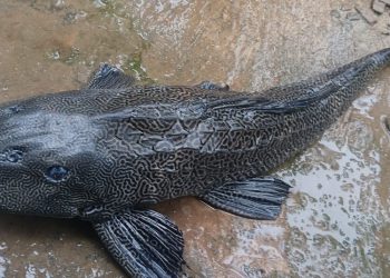 Devil fish