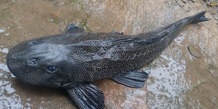 Devil fish