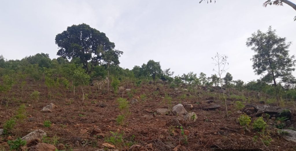 Andhra Pradesh plantation drive