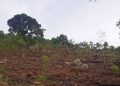 Andhra Pradesh plantation drive