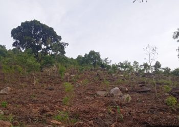 Andhra Pradesh plantation drive