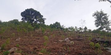 Andhra Pradesh plantation drive